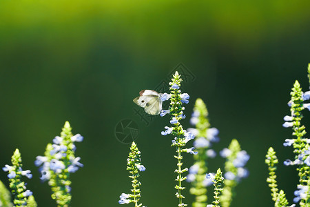 蝴蝶飞绿色植物上的白色蝴蝶背景