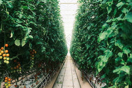 番茄幼苗农业科技园温室大棚里长满小番茄背景