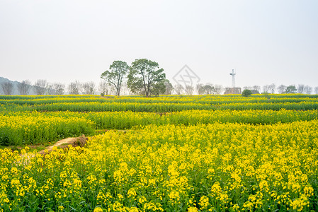 武汉东湖马鞍山森林公园油菜花花海高清图片