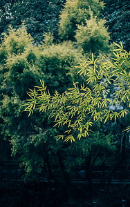 春季的绿色竹叶背景图片