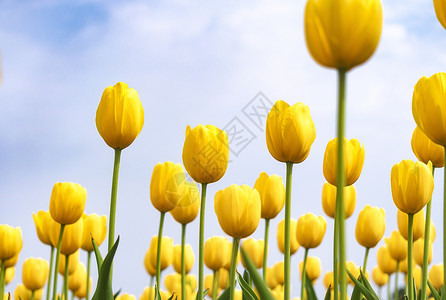 盛开的郁金香花丛图片