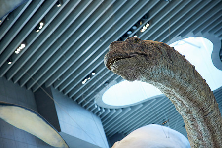 博物馆长颈龙头部模型背景图片