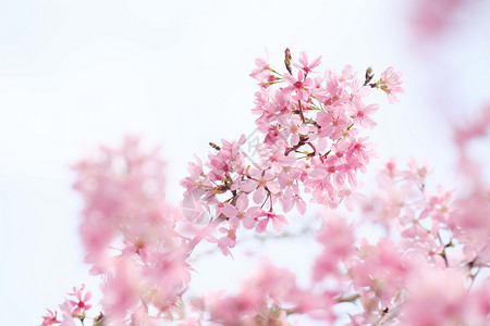 春天浪漫唯美的粉色樱花图片