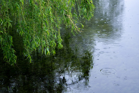 雨水柳树春天雨水中的柳条柳树背景