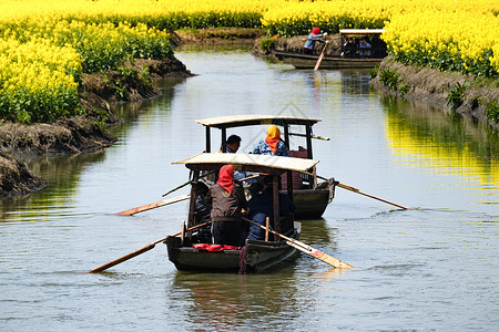 泰州凤城河江苏兴化千垛景区水上油菜花景区船只背景