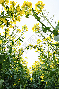 江苏兴化千垛景区水上油菜花海图片