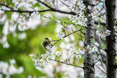 树上的鲜花春天樱花树上的小鸟背景