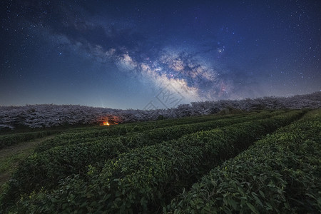 芝樱花海平坝樱花银河星空背景