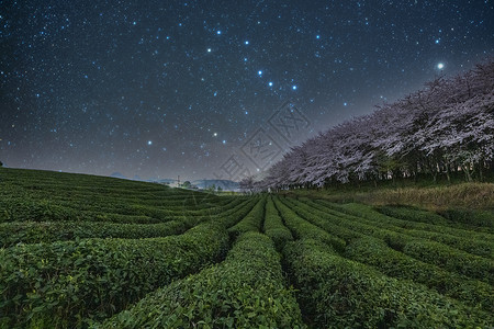 平坝樱花银河星空银河背景图片