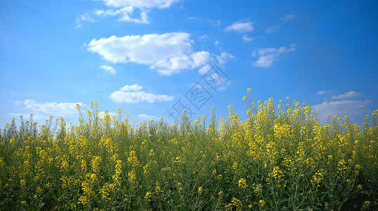 潼南油菜花蓝天白云下的油菜花背景