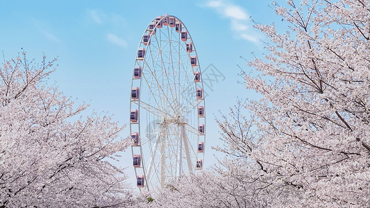 樱花下摩天轮粉色樱花和摩天轮背景