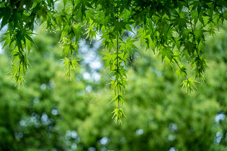 春天雨水的绿叶背景图片