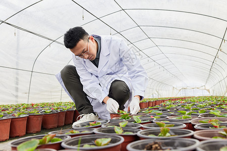 种植区科研人员检查植物幼苗背景