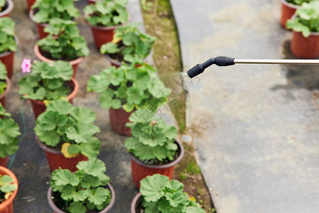 农药科技给植物喷水特写背景
