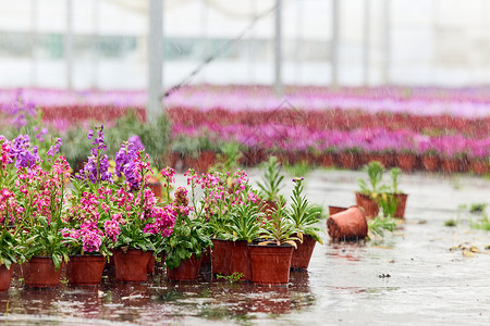 紫色鲜花绿植植物大棚里自动浇灌的鲜花背景