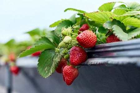 大棚里的新鲜草莓高清图片