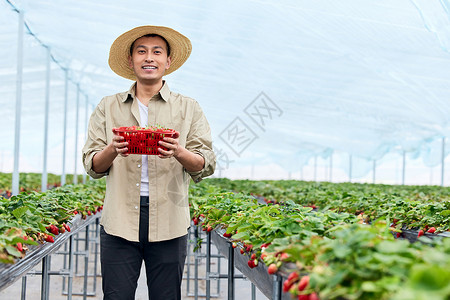 大棚里果农捧着一筐新鲜草莓高清图片
