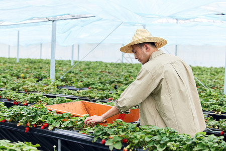 果农收集成熟的草莓图片