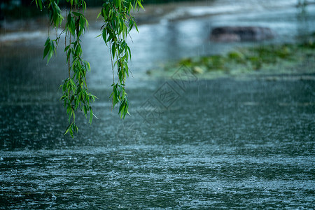 雨水柳树春雨中的柳树背景