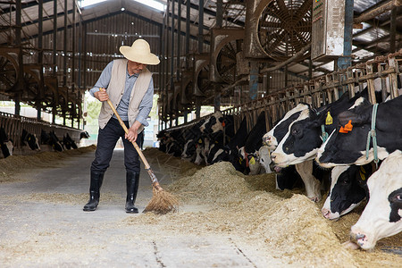在奶牛棚打扫的工人图片