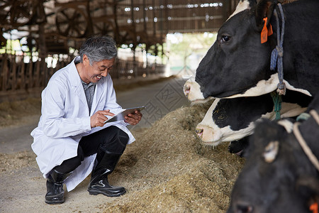 兽医牛手拿平板观察奶牛的兽医背景