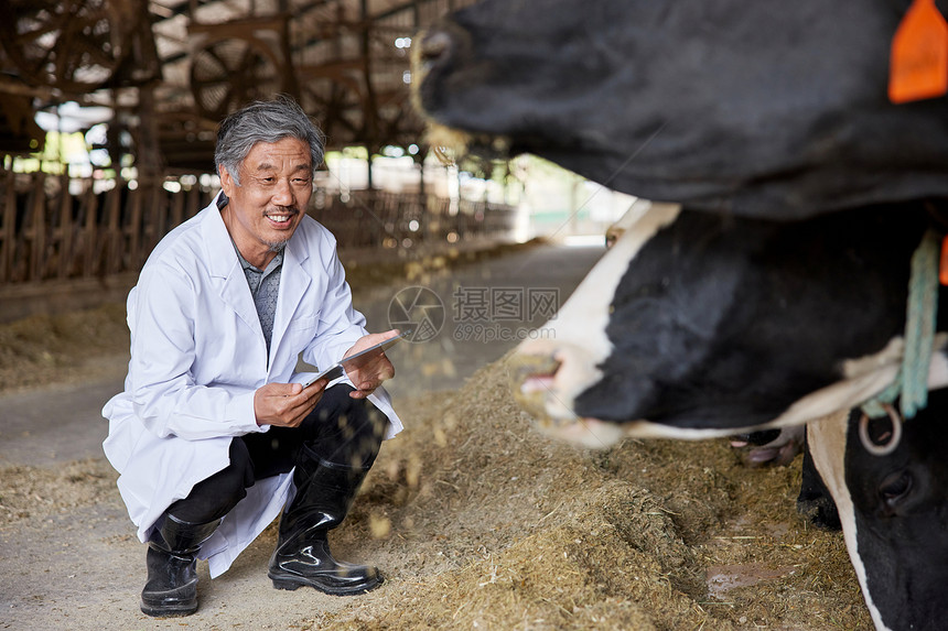 手拿平板观察奶牛的兽医图片