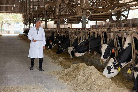 兽医在养殖棚内观察奶牛情况高清图片