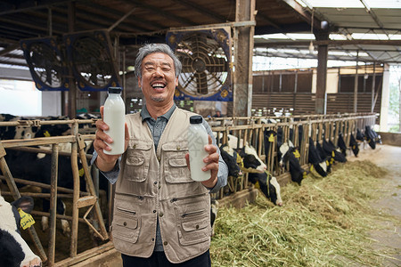 农业养殖户收获牛奶图片