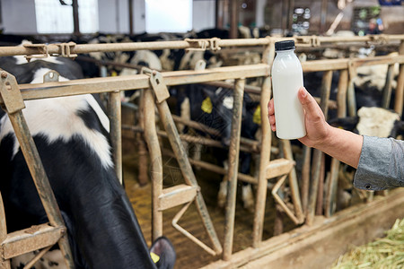奶牛生产的牛奶图片