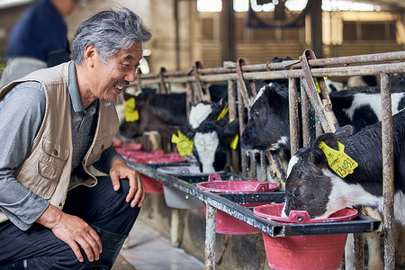 农民喂奶牛元素养殖户给小牛喂牛奶背景