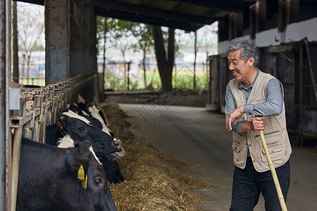 男性打扫牛棚和奶牛互动图片