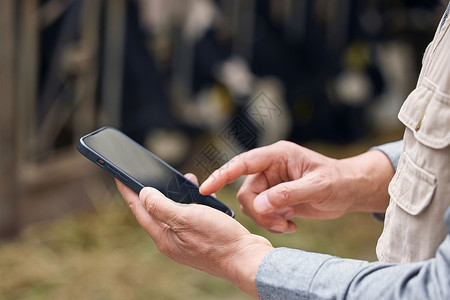 生产畜牧业奶牛棚内使用手机特写背景