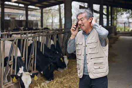 牧场奶源在奶牛棚旁着急打电话的养殖户背景