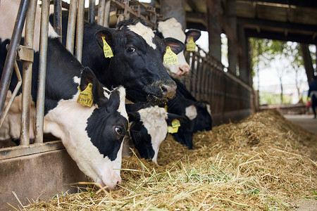 奶牛棚里吃草的奶牛图片