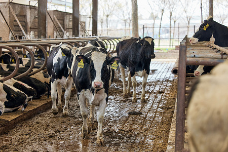 畜牧养殖场养殖场行走的奶牛背景