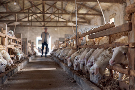 动物饲养员羊棚里吃饲料的羊群背景