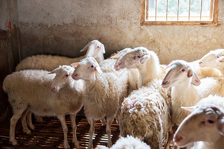 养殖场里一群羊图片