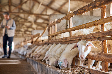 动物饲养员养殖场的羊群白山羊背景