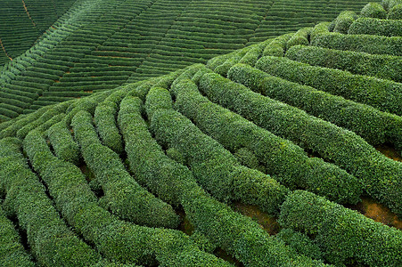 航拍浙江龙坞镇龙坞茶园的茶树图片
