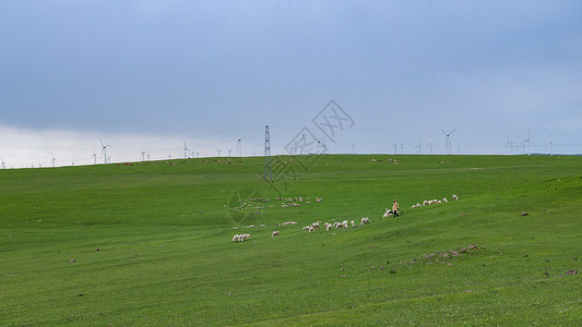 内蒙古草原牧场上的羊群高清图片