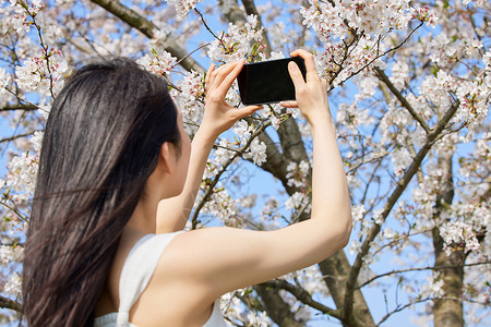 日绽放使用手机拍摄樱花景色的人背景