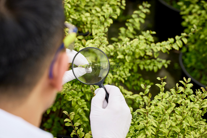 使用放大镜观察植物枝叶图片