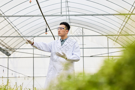 植物大棚研究员巡视图片