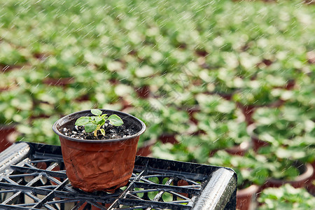 植物大棚自动浇灌盆栽特写绿植高清图片素材