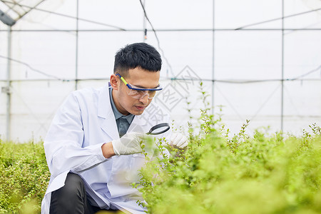 研究员使用放大镜观察植物背景图片