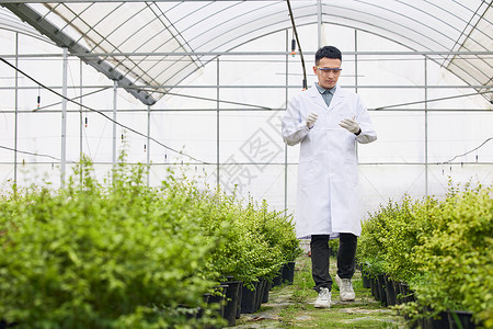 研究人员在大棚观察植物背景图片