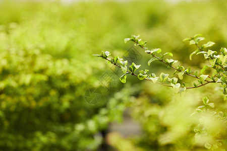 温室大棚植物绿植绿色壁纸高清图片