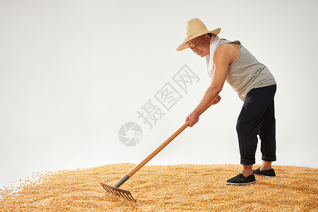 农民收获玉米高清图片