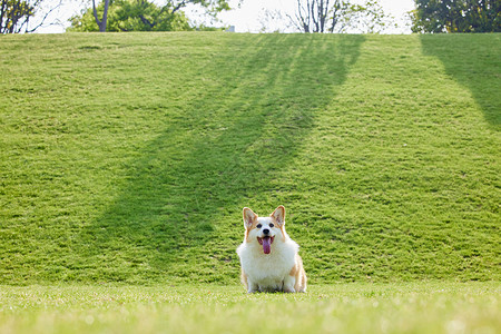 可爱宠物狗草地上奔跑图片