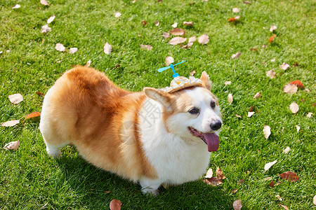 草地上玩耍的宠物柯基狗图片